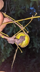 Phylloxera caryaecaulis