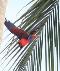 Eclectus roratus