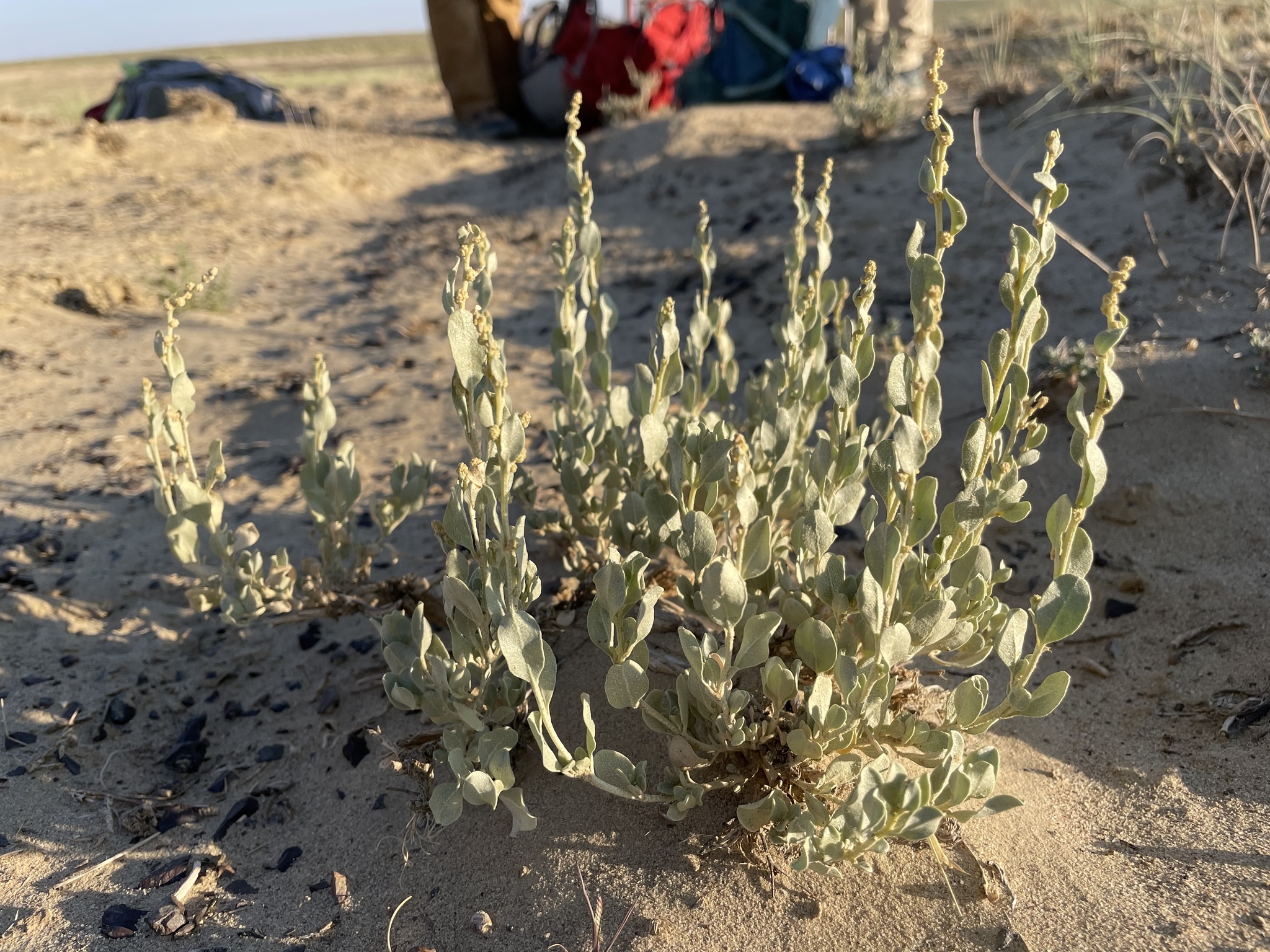 Atriplex obovata