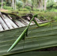 Hierodula membranacea