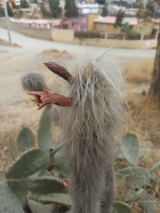 Oreocereus pseudofossulatus