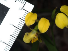 Diuris unica
