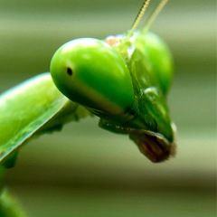 Hierodula membranacea