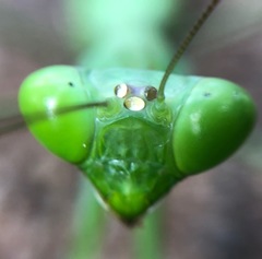 Hierodula membranacea