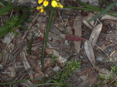 Diuris unica