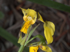 Diuris unica
