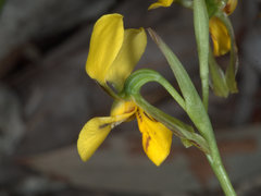 Diuris unica