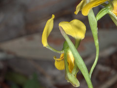 Diuris unica