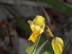 Diuris unica
