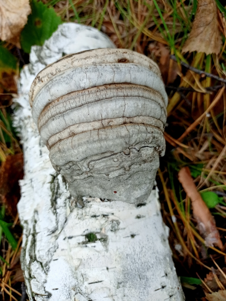 Fomes fomentarius · September 2021 · photo: © prelovskiivladimir (iNaturalist, cc0)