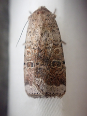Abagrotis scopeops