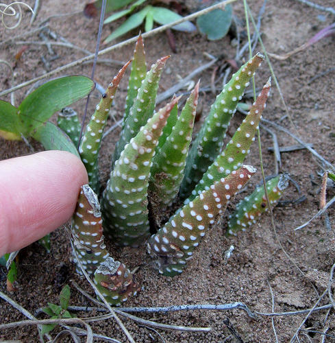 Haworthia minor (Aiton) Duval 2