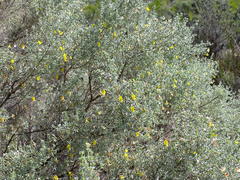 Aspalathus pedunculata