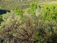 Aspalathus pedunculata