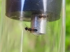 Rivellia maculipennis