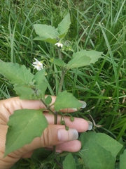 Solanum villosum