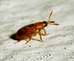 Rhopalotria furfuracea