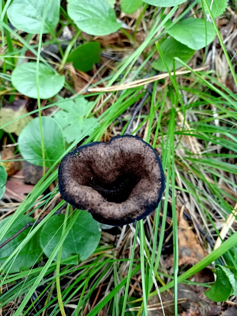 Craterellus cornucopioides · September 2021 · photo: © prelovskiivladimir (iNaturalist, cc0)