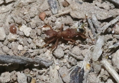 Cyphomyrmex wheeleri