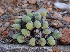 Conophytum meyeri