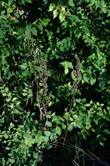 Rumex patientia orientalis