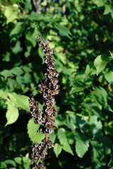 Rumex patientia orientalis