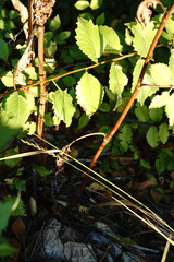 Rumex patientia orientalis