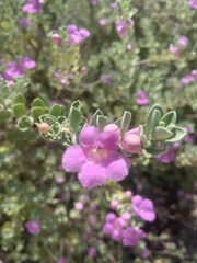 Leucophyllum frutescens