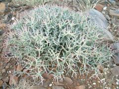 Euphorbia lignosa