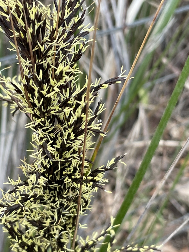 Thatch Saw-sedge