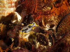 Polycera capensis