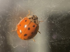 Harmonia axyridis