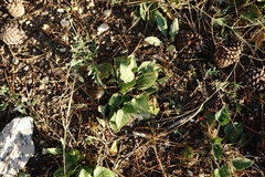 Viola ambigua