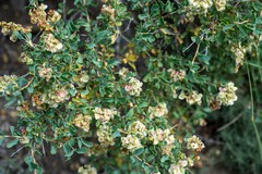 Atraphaxis frutescens