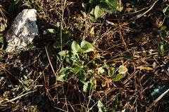 Viola ambigua