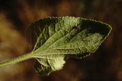 Viola ambigua