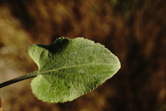 Viola ambigua