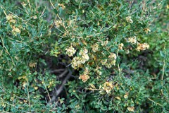 Atraphaxis frutescens