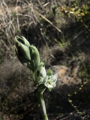 Chloraea galeata