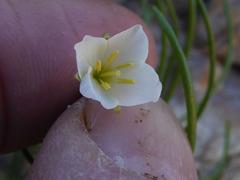 Heliophila carnosa
