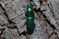 Temnoscheila acuta