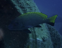 Diagramma melanacrum