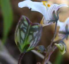 Nemesia bicornis