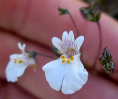 Nemesia bicornis