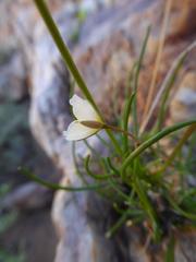 Heliophila carnosa