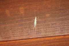 Oecanthus exclamationis