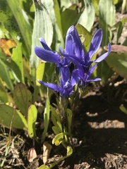 Gentianopsis barbellata