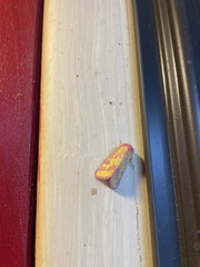 Psectrotarsia suavis