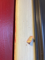 Psectrotarsia suavis