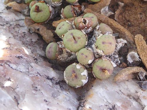 Conophytum stevens-jonesianum
